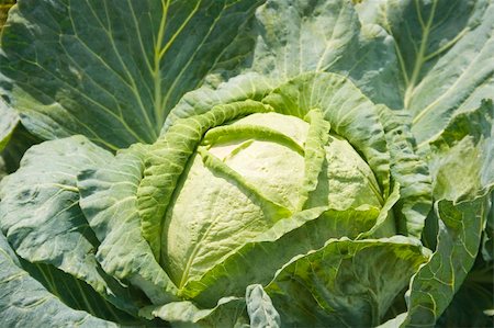 cabbage Stock Photo - Budget Royalty-Free & Subscription, Code: 400-04919765