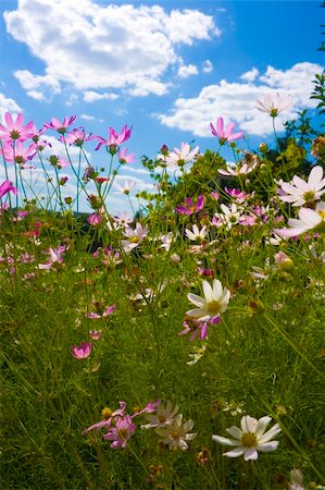 flowers on blue sky background Stock Photo - Budget Royalty-Free & Subscription, Code: 400-04919763