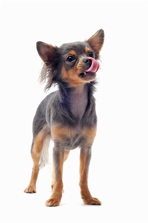 portrait of a cute purebred hungry chihuahua in front of white background Stock Photo - Budget Royalty-Free & Subscription, Code: 400-04910413