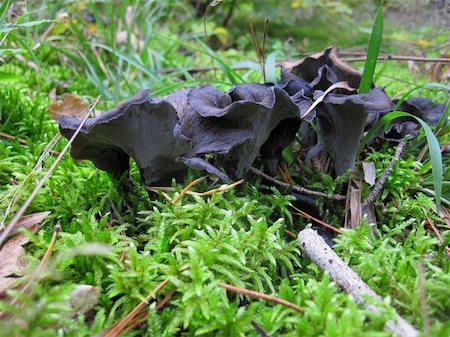 simsearch:400-04766599,k - trumpet mushroom-autumn in the beautiful green moss in the forest Stock Photo - Budget Royalty-Free & Subscription, Code: 400-04911012