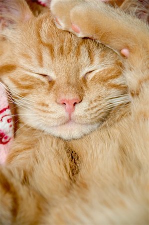 simsearch:400-05701368,k - Sweet kitten is taking a nap Stock Photo - Budget Royalty-Free & Subscription, Code: 400-04912744