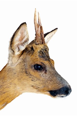 Portrait of a young roe deer, with small, pointy antlers Photographie de stock - Aubaine LD & Abonnement, Code: 400-04913194