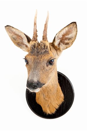 The stuffed head of a young roe deer Photographie de stock - Aubaine LD & Abonnement, Code: 400-04913202