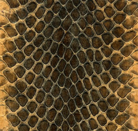 simsearch:400-05338354,k - Snake skin leather texture on a wallet Stock Photo - Budget Royalty-Free & Subscription, Code: 400-04924179