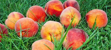 fresh rape appetizing peach over green grass Stock Photo - Budget Royalty-Free & Subscription, Code: 400-04924173
