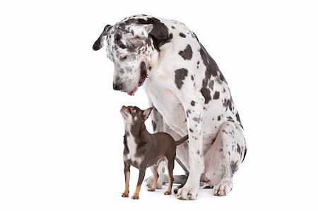 danish ethnicity - Great Dane HARLEQUIN and a chihuahua in front of a white background Photographie de stock - Aubaine LD & Abonnement, Code: 400-04924626