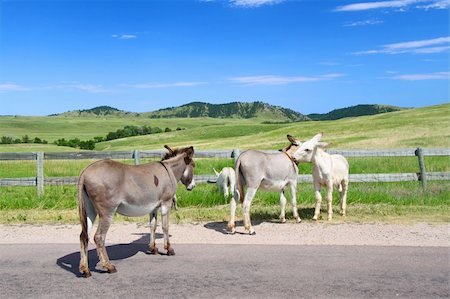 simsearch:400-05705152,k - Famous begging burros on the Wildlife Loop Road at Custer State Park in South Dakota. Stock Photo - Budget Royalty-Free & Subscription, Code: 400-04924992