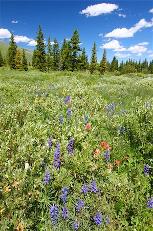 simsearch:400-05705152,k - Beautiful wildflowers in a wetland area of the Bighorn National Forest. Stock Photo - Budget Royalty-Free & Subscription, Code: 400-04925102