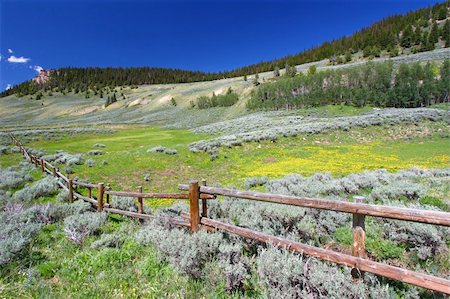 simsearch:400-05705152,k - Beautiful wildflowers along a rustic fenceline in the Bighorn National Forest of Wyoming. Stock Photo - Budget Royalty-Free & Subscription, Code: 400-04925103