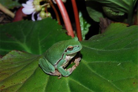 rainforest frogs - littel green frog sits comfortably on a green bloom leaf Stock Photo - Budget Royalty-Free & Subscription, Code: 400-04925163