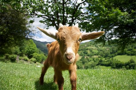 simsearch:400-05294140,k - young goat at Asturias countryside in Spain Stock Photo - Budget Royalty-Free & Subscription, Code: 400-04925379