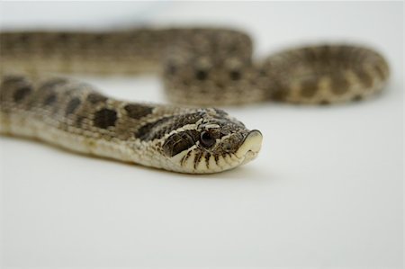 simsearch:400-05698814,k - Close up of a hognose snake. Photographie de stock - Aubaine LD & Abonnement, Code: 400-04925561