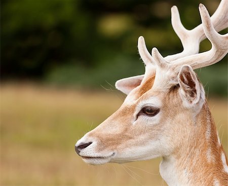 Young Fallow deer bucks Photographie de stock - Aubaine LD & Abonnement, Code: 400-04925674