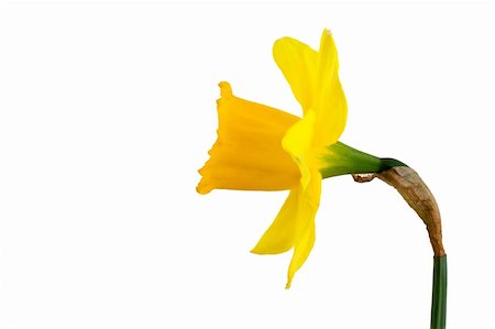 Daffodil bloom Stock Photo - Budget Royalty-Free & Subscription, Code: 400-04925704