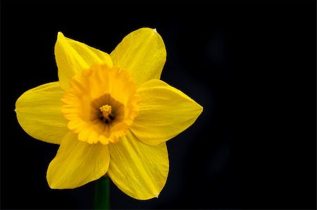 Daffodil bloom Stock Photo - Budget Royalty-Free & Subscription, Code: 400-04925706