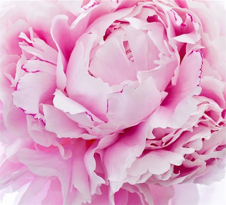 floral patterns peony - Pink peony blooms Foto de stock - Super Valor sin royalties y Suscripción, Código: 400-04925715