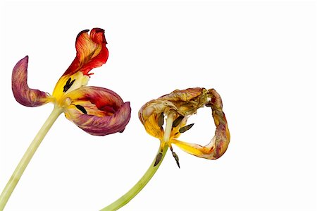 Dead tulips Stock Photo - Budget Royalty-Free & Subscription, Code: 400-04925710