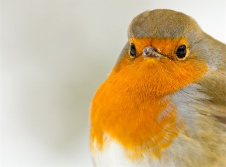 robin - Close up of a Robin Stock Photo - Budget Royalty-Free & Subscription, Code: 400-04925746