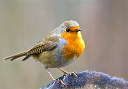 robin - Robin Perched on a Log Stock Photo - Budget Royalty-Free & Subscription, Code: 400-04925747