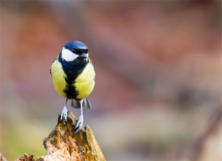 simsearch:400-04604339,k - Great Tit Perched on a Log Stock Photo - Budget Royalty-Free & Subscription, Code: 400-04925748