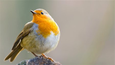 robin - Robin Perched on a Log Stock Photo - Budget Royalty-Free & Subscription, Code: 400-04925749