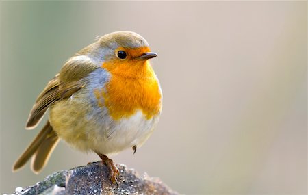 robin - Robin Perched on a Log Stock Photo - Budget Royalty-Free & Subscription, Code: 400-04925750