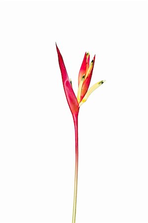 A Bird of Paradise flower isolated on a white background. Stock Photo - Budget Royalty-Free & Subscription, Code: 400-04926160