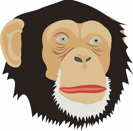 Head of a monkey. A head of a chimpanzee. The big monkey Photographie de stock - Aubaine LD & Abonnement, Code: 400-04926274