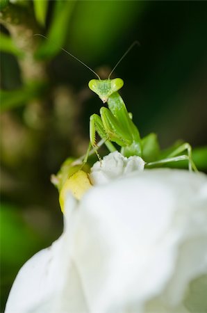 simsearch:400-04698964,k - mantis in green nature or in garden Photographie de stock - Aubaine LD & Abonnement, Code: 400-04920858