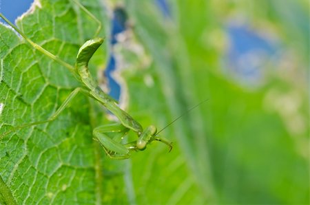 simsearch:400-04698964,k - little mantis in green nature or in the garden Photographie de stock - Aubaine LD & Abonnement, Code: 400-04920879