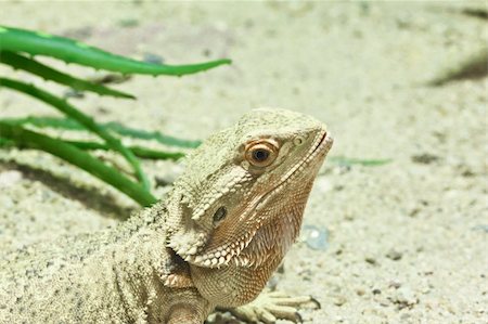 little lizard, Bearded Dragons in yellow lighting Stock Photo - Budget Royalty-Free & Subscription, Code: 400-04921215