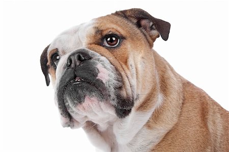 eriklam (artist) - English bulldog in front of a white background Stock Photo - Budget Royalty-Free & Subscription, Code: 400-04921301