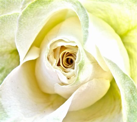 simsearch:400-06141323,k - closeup macro detail of wedding white rose Foto de stock - Super Valor sin royalties y Suscripción, Código: 400-04922062