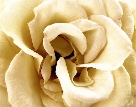 simsearch:400-06141323,k - closeup macro detail of wedding white rose Foto de stock - Super Valor sin royalties y Suscripción, Código: 400-04922063