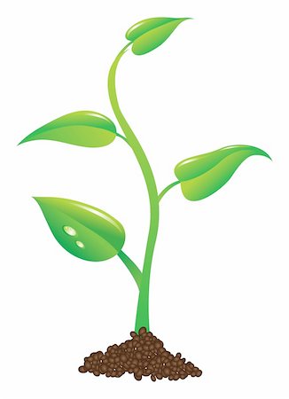 simsearch:400-04619587,k - young  green plant sprout illustration Stock Photo - Budget Royalty-Free & Subscription, Code: 400-04922907