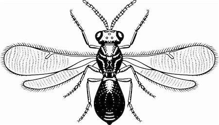 Big eyed fly isolated  on white Foto de stock - Super Valor sin royalties y Suscripción, Código: 400-04923268