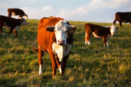 simsearch:400-05151981,k - The Cows on a summer pasture Foto de stock - Super Valor sin royalties y Suscripción, Código: 400-04923526