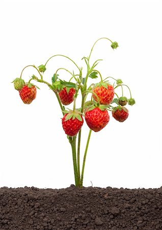 simsearch:400-05370991,k - Strawberry growing out of the soil Stock Photo - Budget Royalty-Free & Subscription, Code: 400-04923576