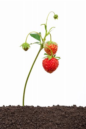 simsearch:400-05370991,k - Strawberry growing out of the soil Stock Photo - Budget Royalty-Free & Subscription, Code: 400-04923573