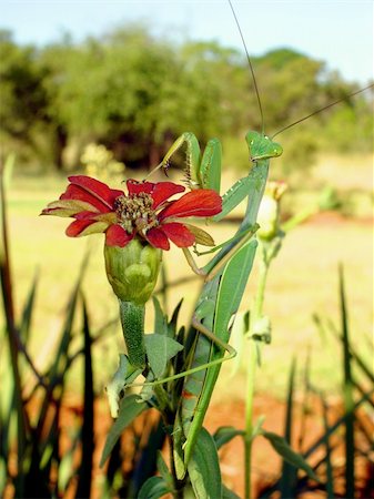 flower mantis - Praying mantis sittin on South African "Jakob Regop" Flower Stock Photo - Budget Royalty-Free & Subscription, Code: 400-04939275