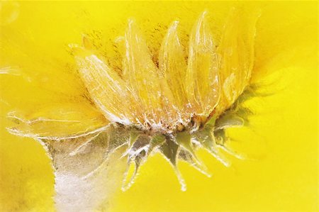 simsearch:841-07523710,k - Yellow sunflower frozen in yellow ice Photographie de stock - Aubaine LD & Abonnement, Code: 400-04932202