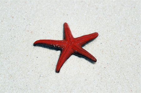 simsearch:400-06137034,k - Smallred starfish laying  upside down on the water edge Photographie de stock - Aubaine LD & Abonnement, Code: 400-04933955