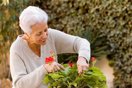 Senior lady looking after her geraniums in her garden in a spring's day Stock Photo - Budget Royalty-Free & Subscription, Code: 400-04944416