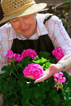Senior woman with a pot of geranuim flowers in her garden, focus on hand and flowers Stock Photo - Budget Royalty-Free & Subscription, Code: 400-04946304