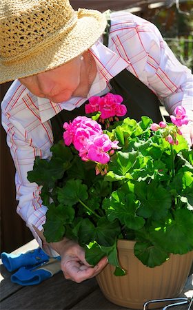 Senior woman with a pot of geranuim flowers in her garden, focus on flowers Stock Photo - Budget Royalty-Free & Subscription, Code: 400-04946303