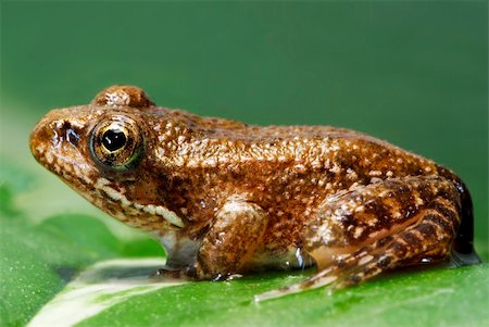 Tiny Rana Perezei frog on a green leaf Stock Photo - Budget Royalty-Free & Subscription, Code: 400-04946367