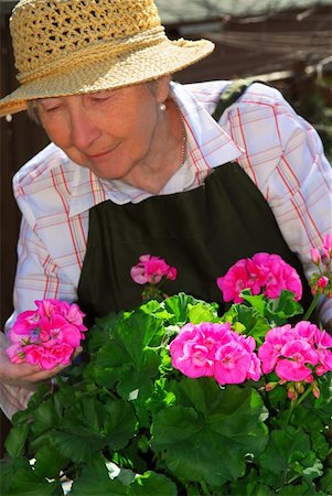 Senior woman with a pot of geranuim flowers in her garden, focus on flowers Stock Photo - Budget Royalty-Free & Subscription, Code: 400-04946484