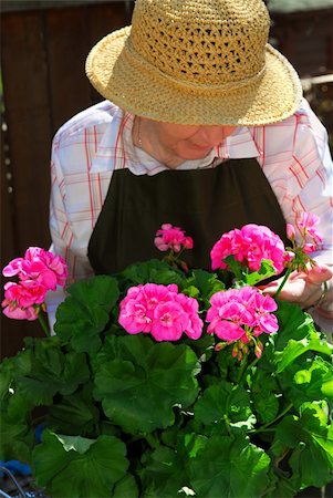 Senior woman with a pot of geranuim flowers in her garden, focus on flowers Stock Photo - Budget Royalty-Free & Subscription, Code: 400-04946486