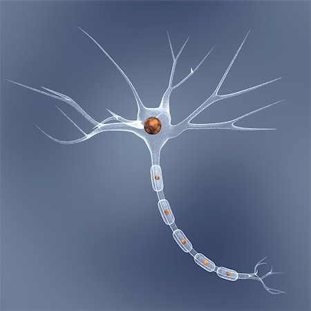 neuron cell over blue Foto de stock - Super Valor sin royalties y Suscripción, Código: 400-04947079