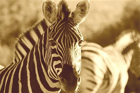 Zebra close up head shot facing the camera Stock Photo - Budget Royalty-Free & Subscription, Code: 400-04947890